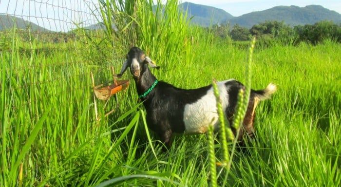 Alaminos Goat Farm