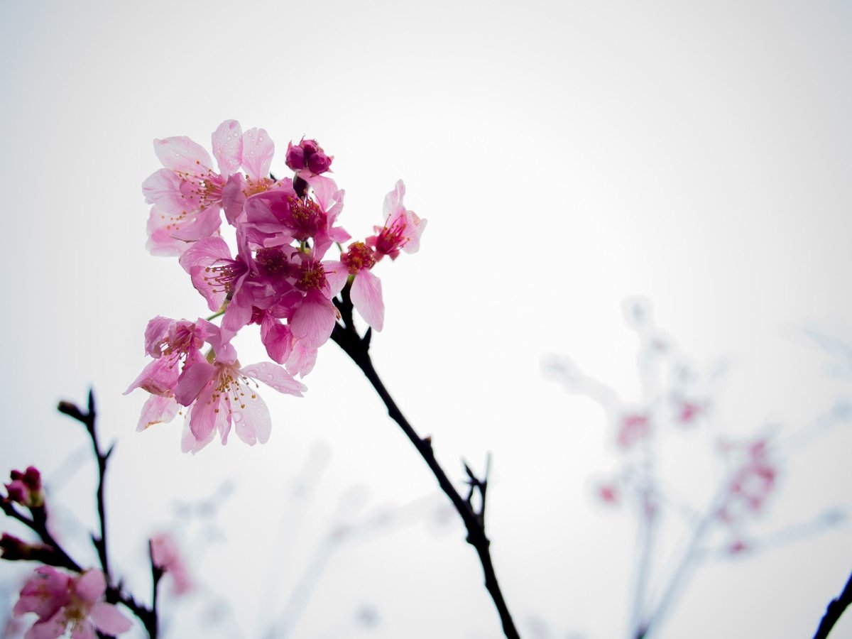 cherry blossoms in taiwan