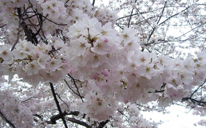 korea cherry blossoms