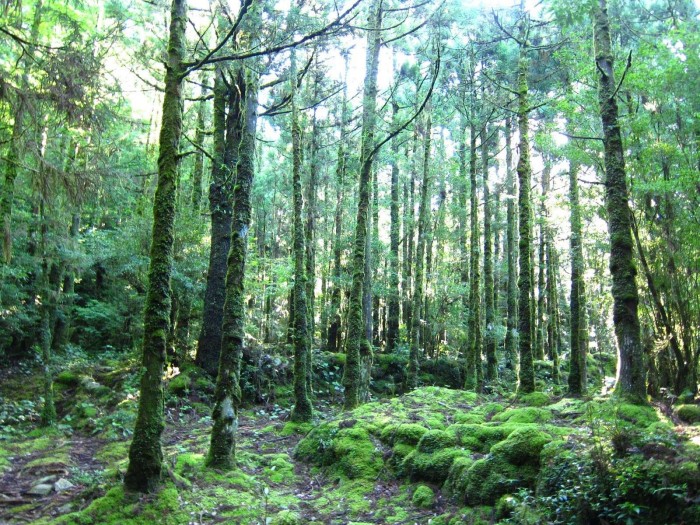 trekking yakushima mystical forest japan