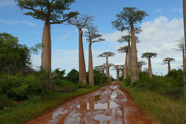 Saint-Exupéry - The Little Prince And The Baobabs