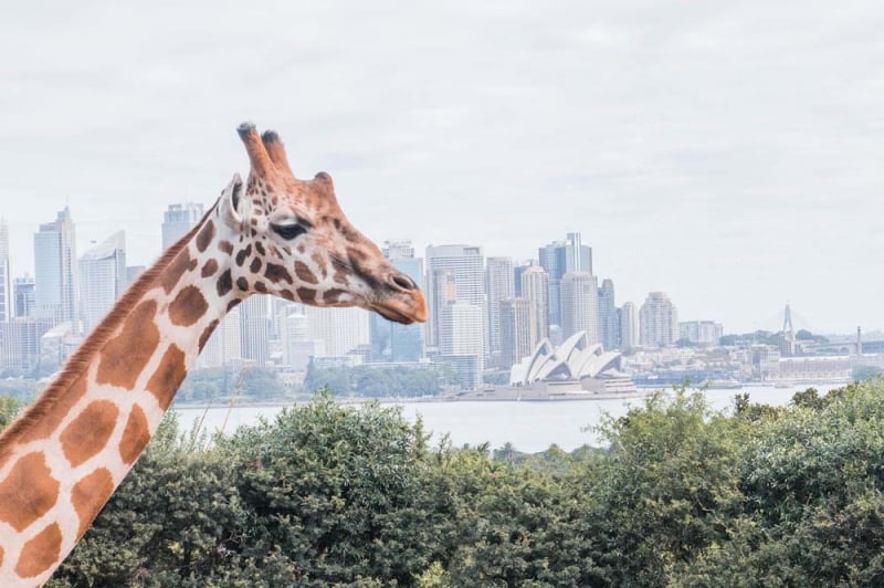 Taronga Zoo