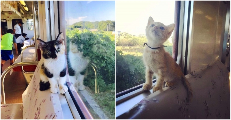 Introducing The World s First  Cat  Cafe  Train in Japan  