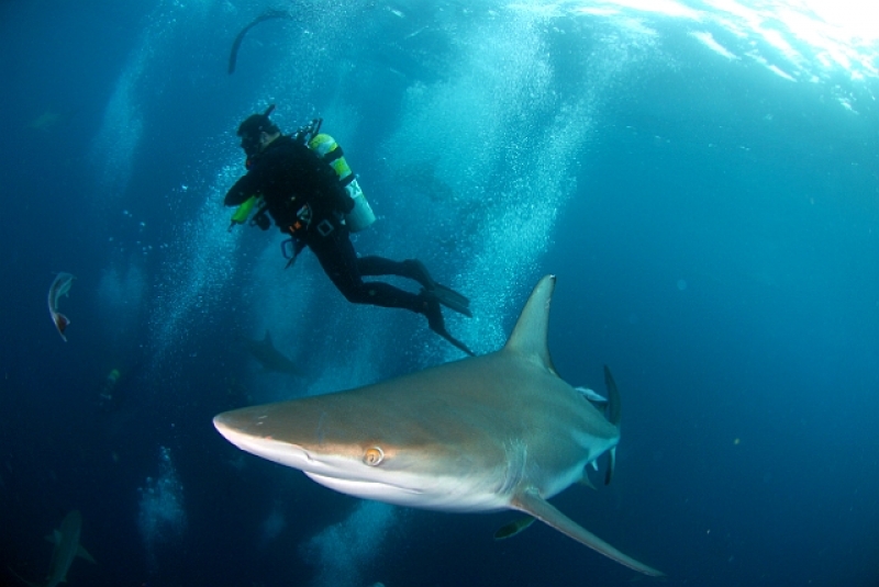 Top 10 Diving Spots In The World To Take Your Breath Away