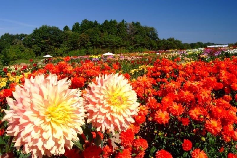 Flower Park Japan: Serakogen Farm