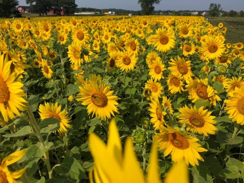 sunflower fields in wisconsin