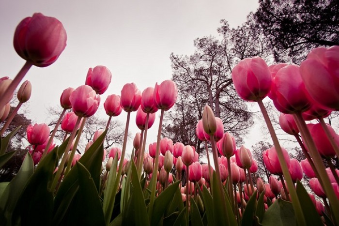 tulips asia pacific