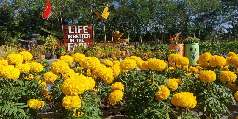 sunflower field candelaria quezon