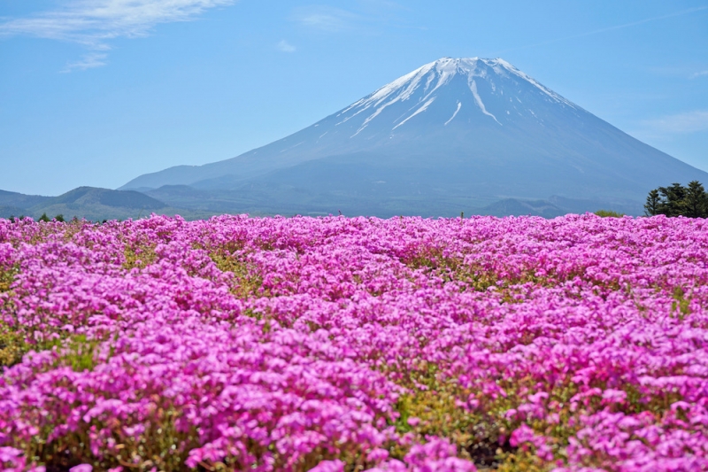 Flower Park Japan: Fuji Motosuko Resort