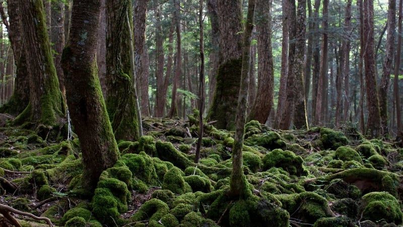 aokigahara forest