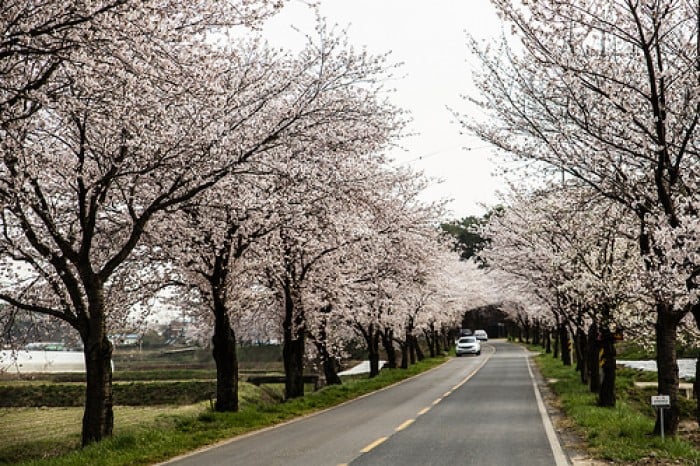 korea cherry blossoms