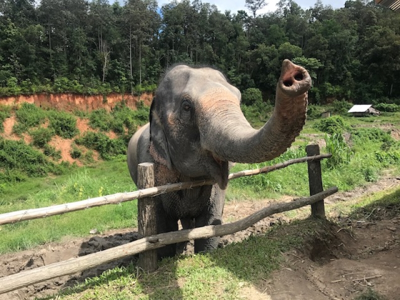 Elephant Jungle Sanctuary