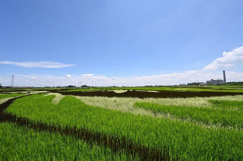 rice paddy