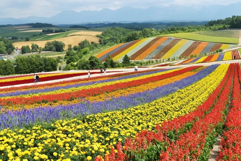 small towns in Japan – Biei spring flower field