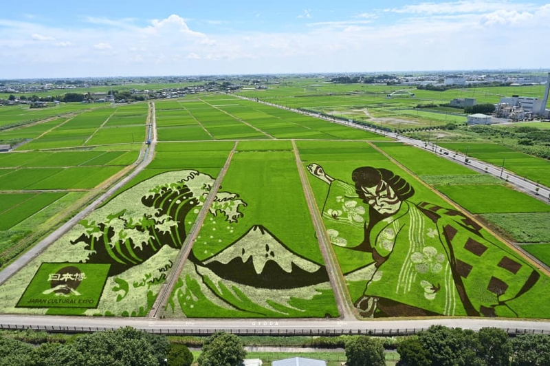 rice paddies gyoda