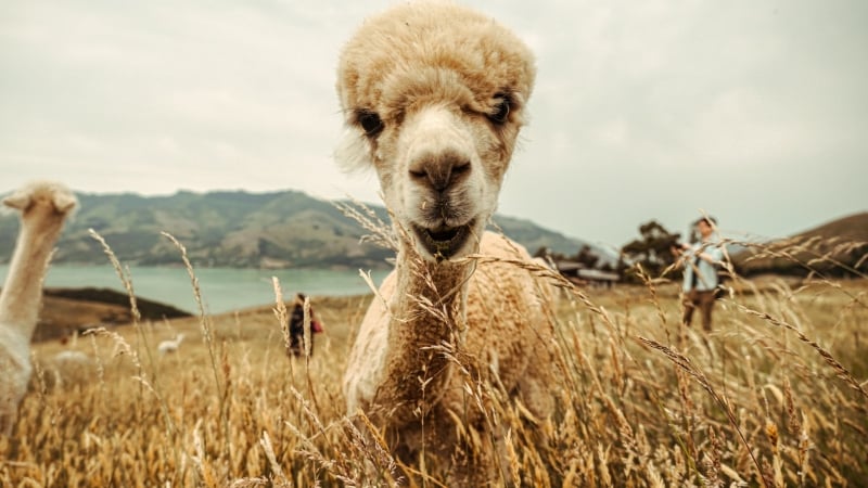 alpaca new zealand best places to visit in june