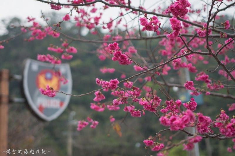 taiwan cherry blossoms forecast 2019