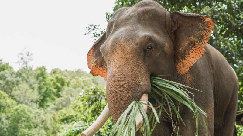 elephant