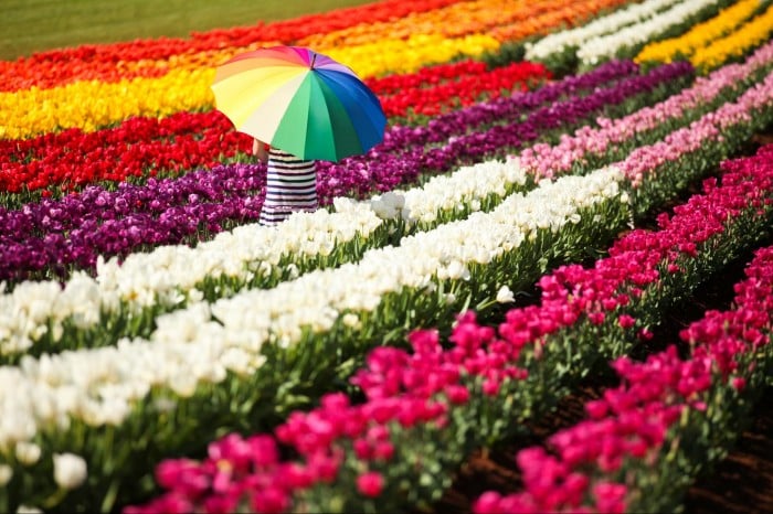 tesselaar tulip festival