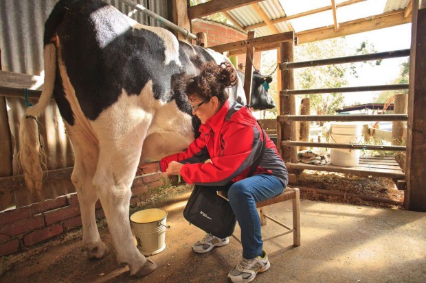 Warrook Cattle Farm