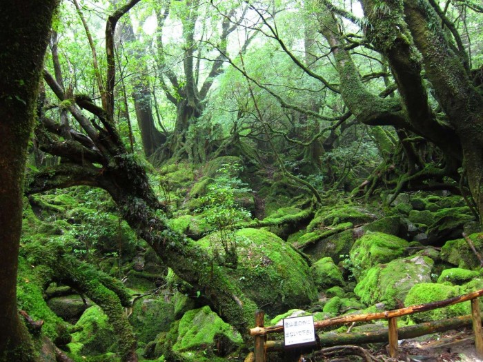 princess mononoke forest japan