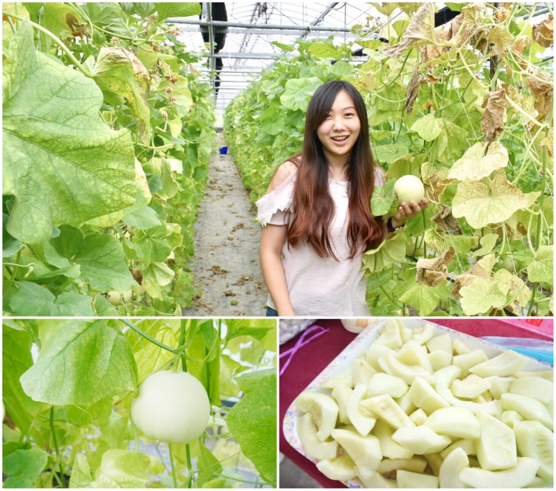 kỳ nghỉ với gia đình ở Đài Loan, dưa lê và cà chua