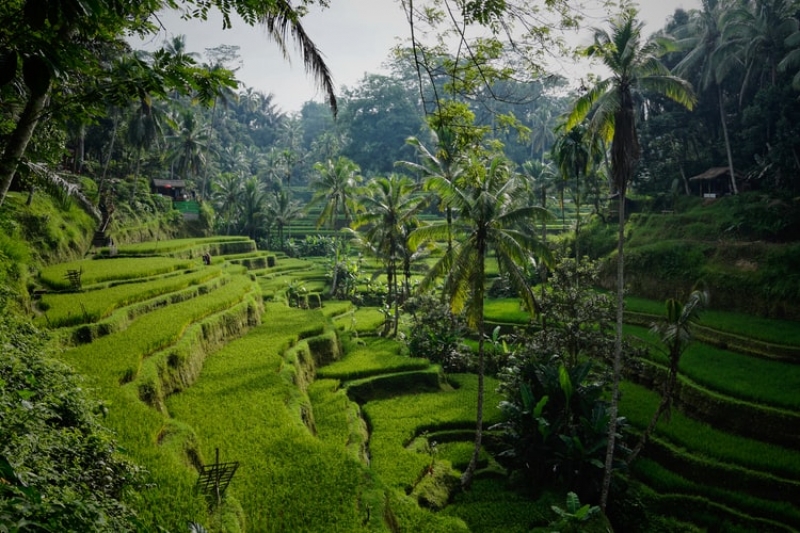 rice terraces southeast asia