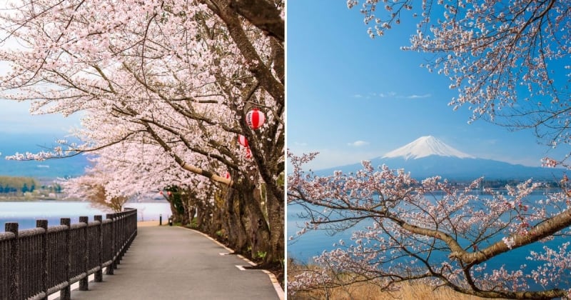 cherry blossom festival japan 2024
