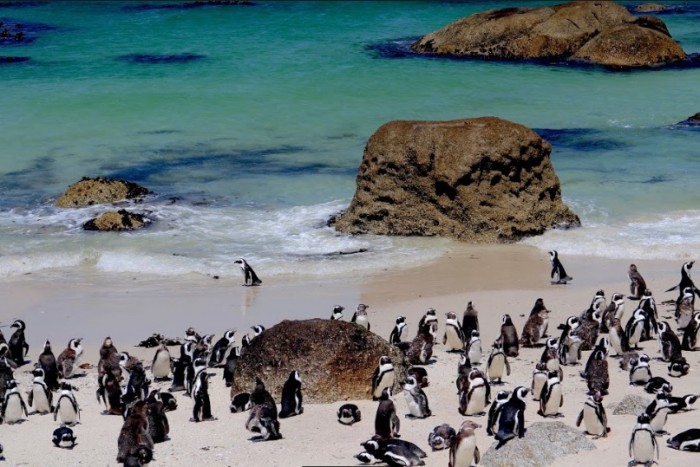 things to do in cape town