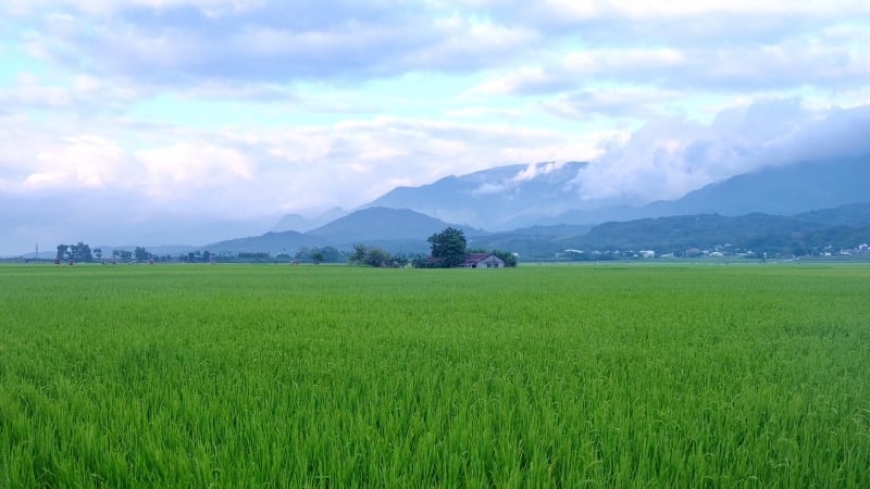 lush grassy plains at Mr Brown Avenue