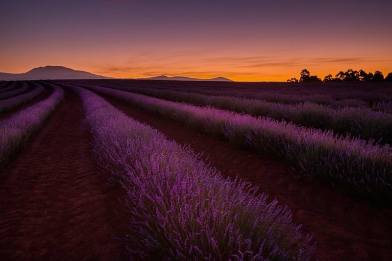 Bridestowe Lavender Estate Tasmania