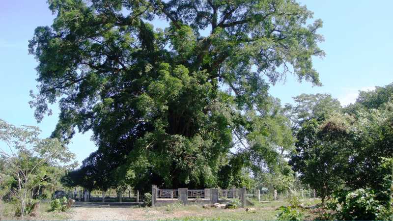 Baler Tourist Spot Balete Tree