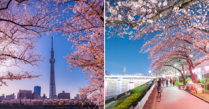 bokutei sumida park cherry blossom festival japan 2024