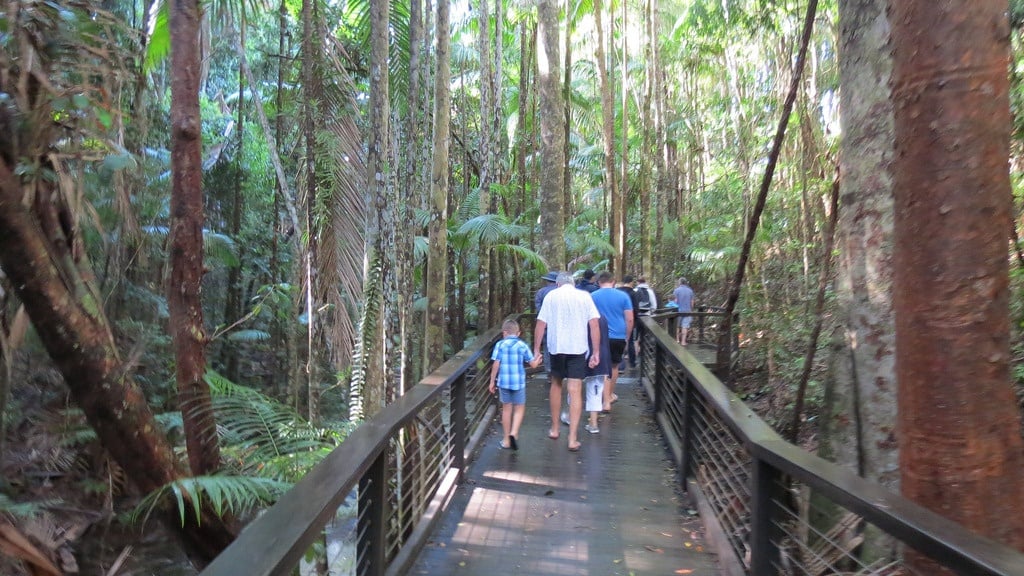 rainforest boardwalk