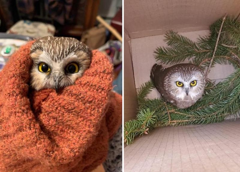 owl found in Rockefeller