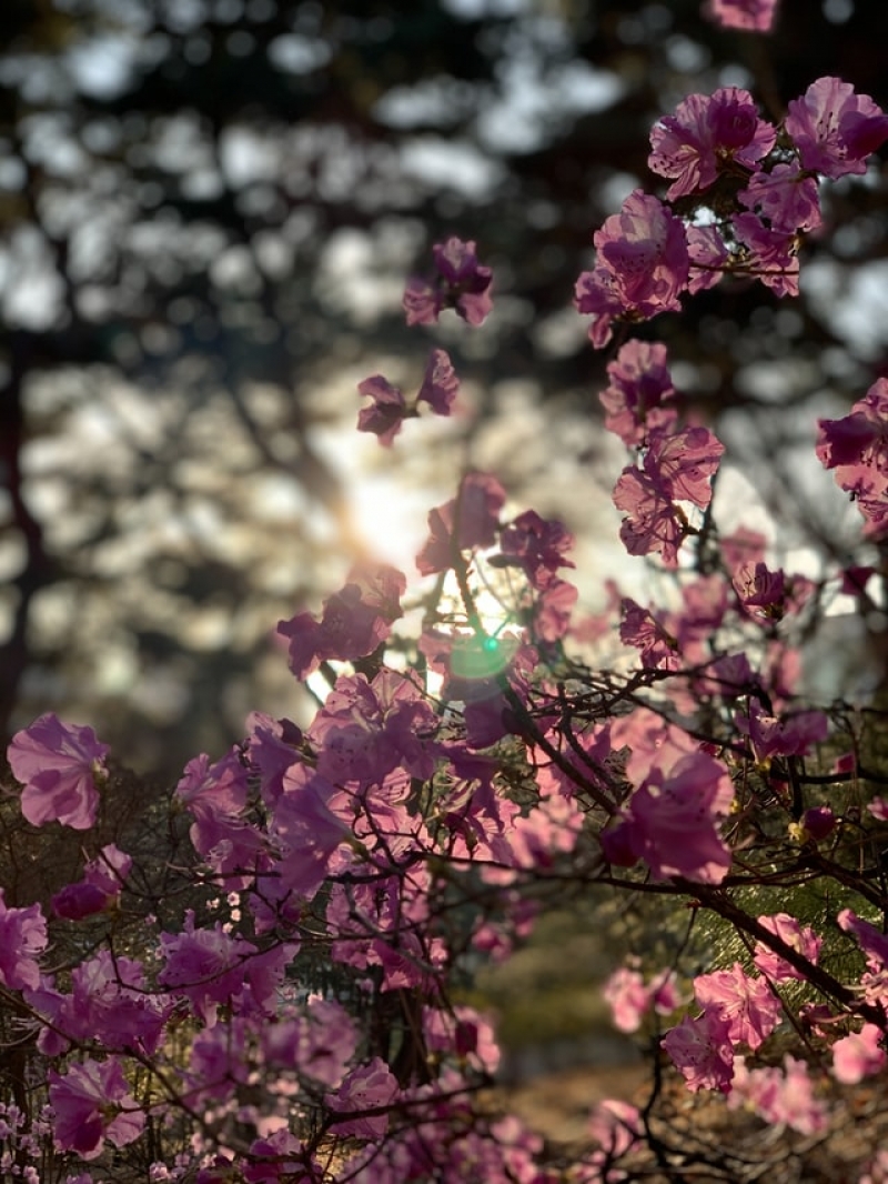 korea cherry blossoms 2021 