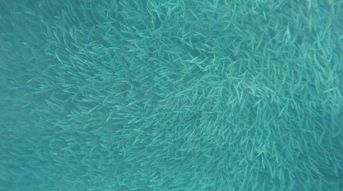 Sea of Sardines