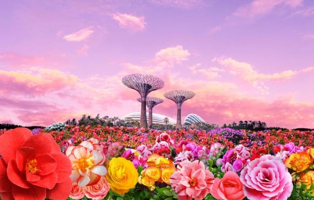 Begonia Brilliance Floral Display in Gardens by the Bay at 15% Off with OCBC Card