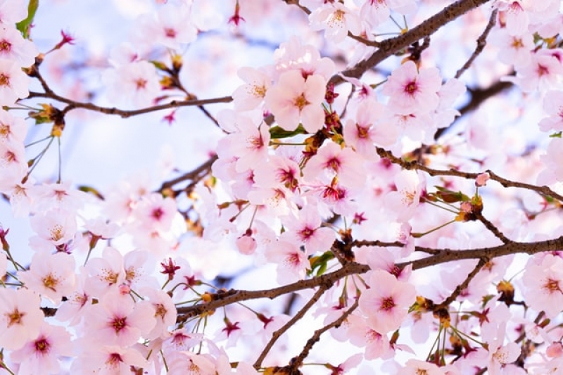 korea cherry blossoms 2021 