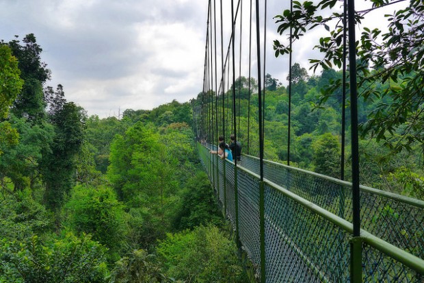 Macritchie TreeTop walk