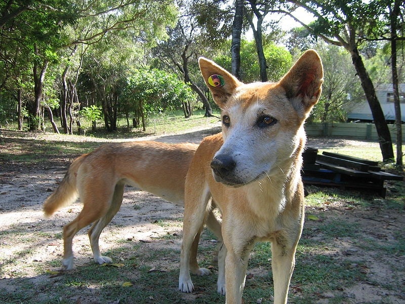 Dingoes