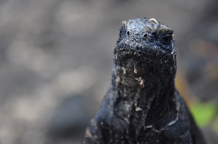 galapagos island animals