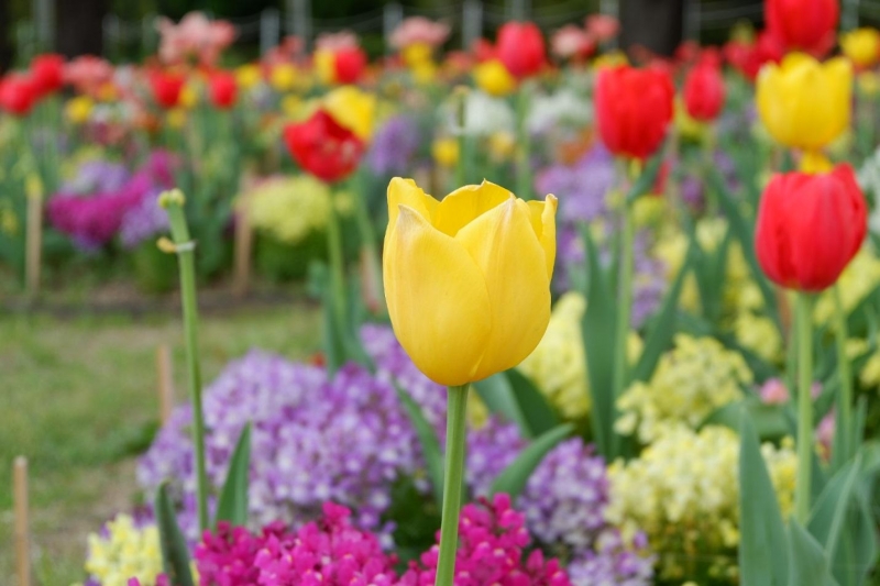 Tsurumai Park