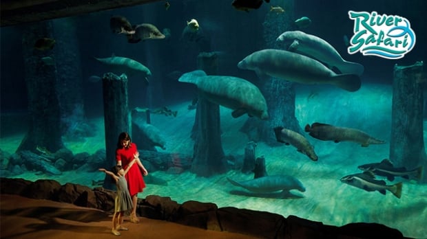 Enjoy 10%* OFF Prevailing Park Admission Prices in River Safari with NTUC Card