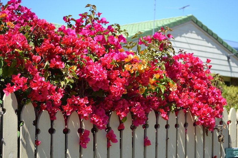 pink flowers