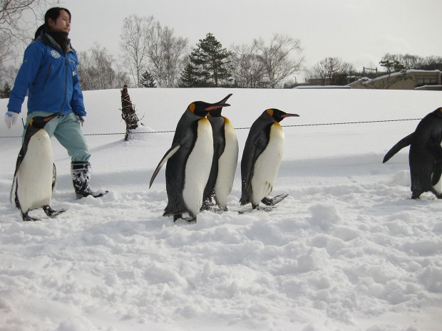 Asahiyama Zoo