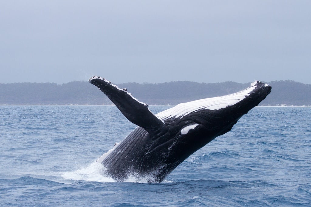 whale watching