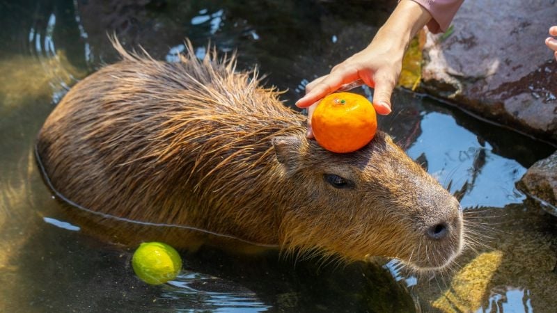 Capybara in bath