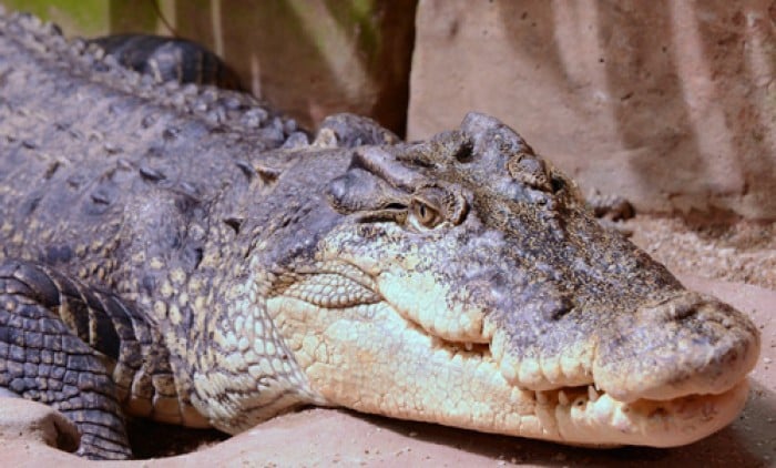 ballarat wildlife park