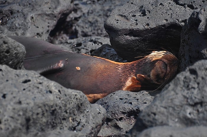 galapagos island animals